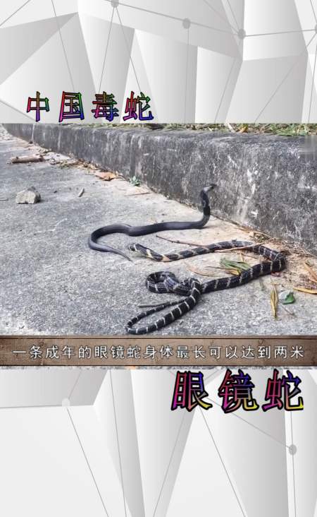 奇闻趣事抢先看中国毒蛇之眼镜蛇