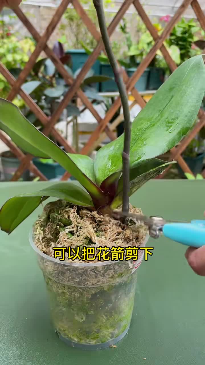 如何用花开败后的蝴蝶兰花梗扦插繁殖