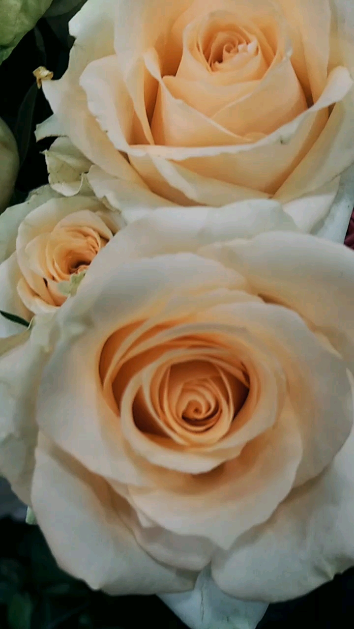 香槟玫瑰,浅浅的黄,嫩嫩的颜色忍人喜爱