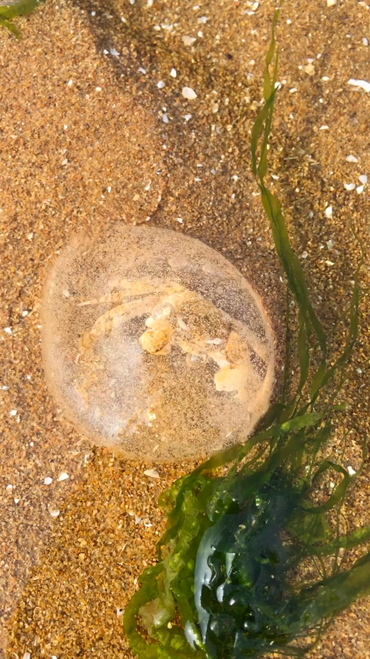 螃蟹是把泥螺的卵当成食物了