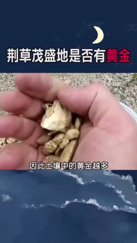 为什么荆草茂盛的地方可能有黄金呢