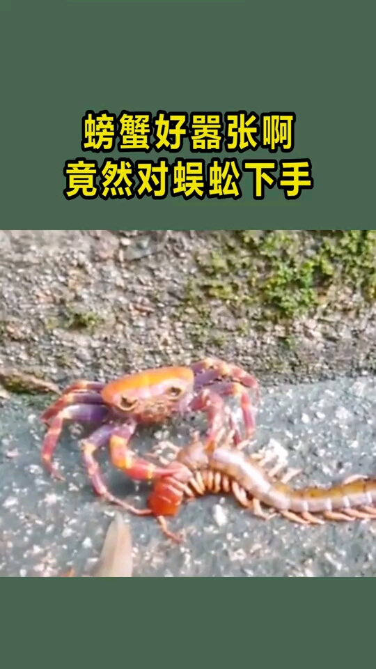 螃蟹好嚣张啊,竟然对蜈蚣下手