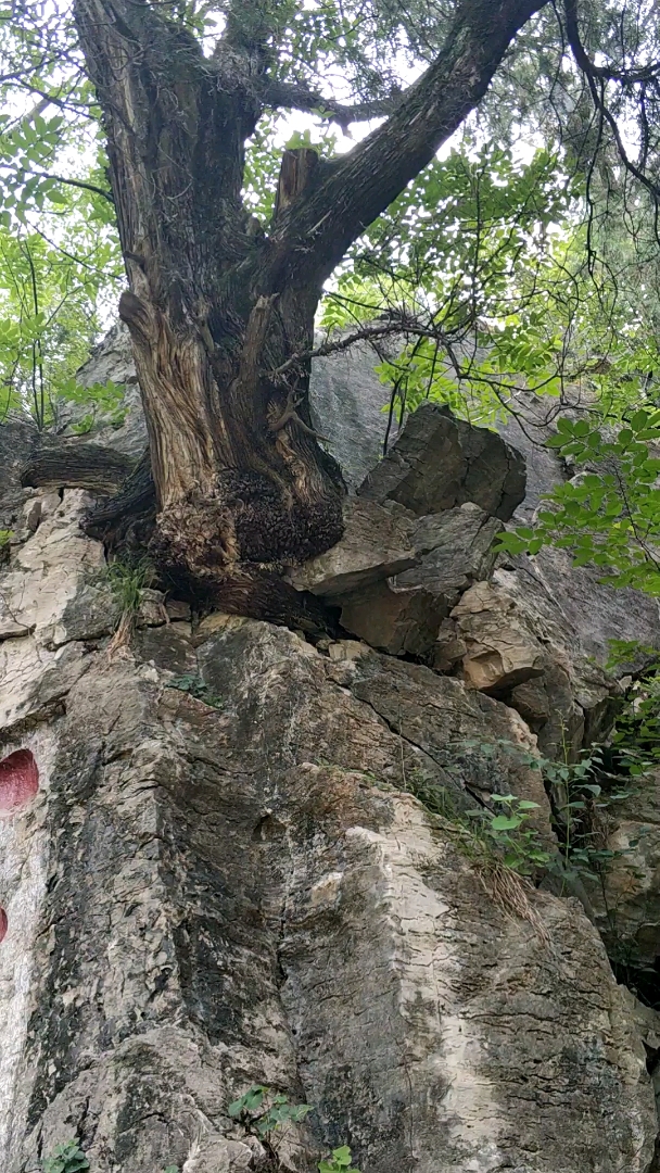 仙人洞景区拍摄,一颗长在石头上的千年古松树