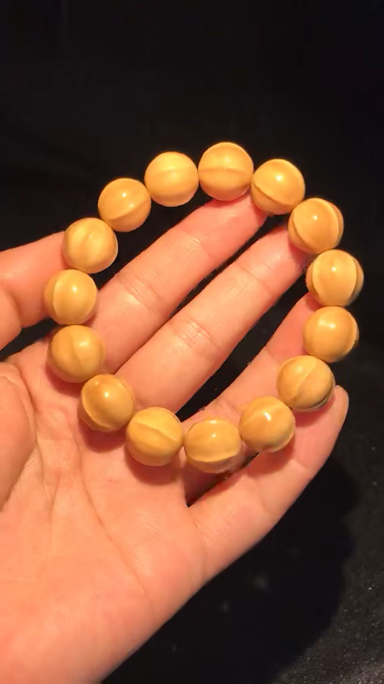 猴头菩提鲨鱼背