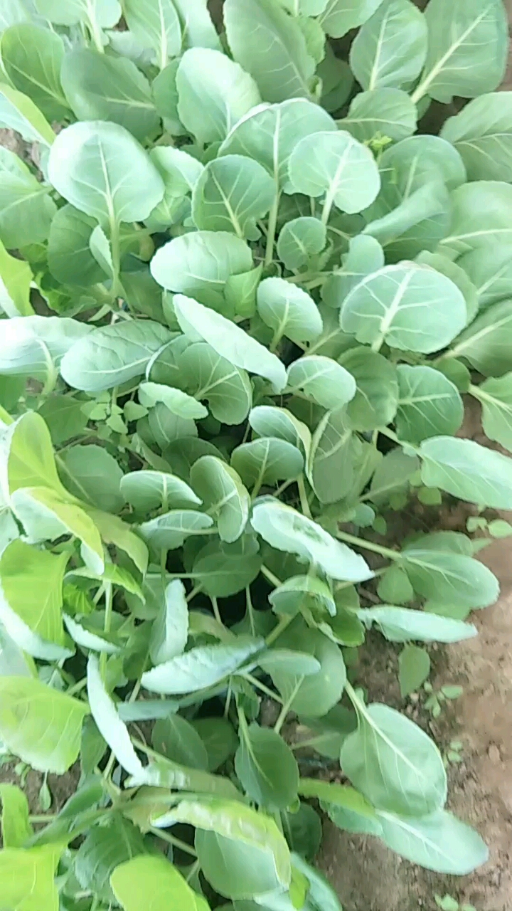 自家种的小甘蓝苗