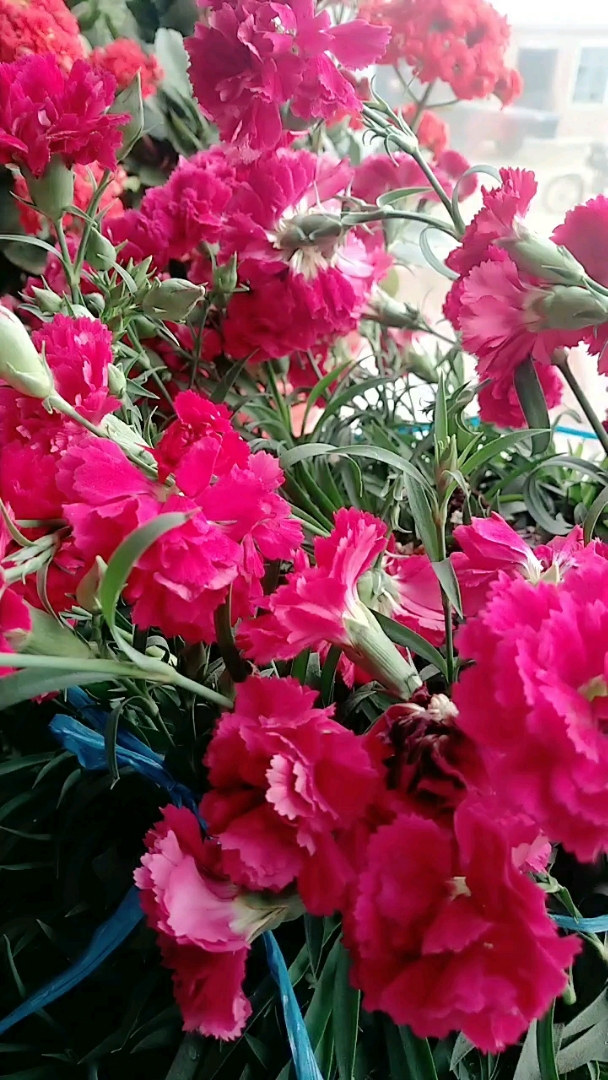 看这康乃新花开的太漂亮了