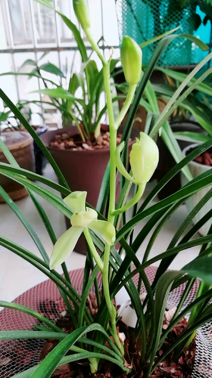 喜欢兰花草的朋友看过来,建兰铁骨素梅.