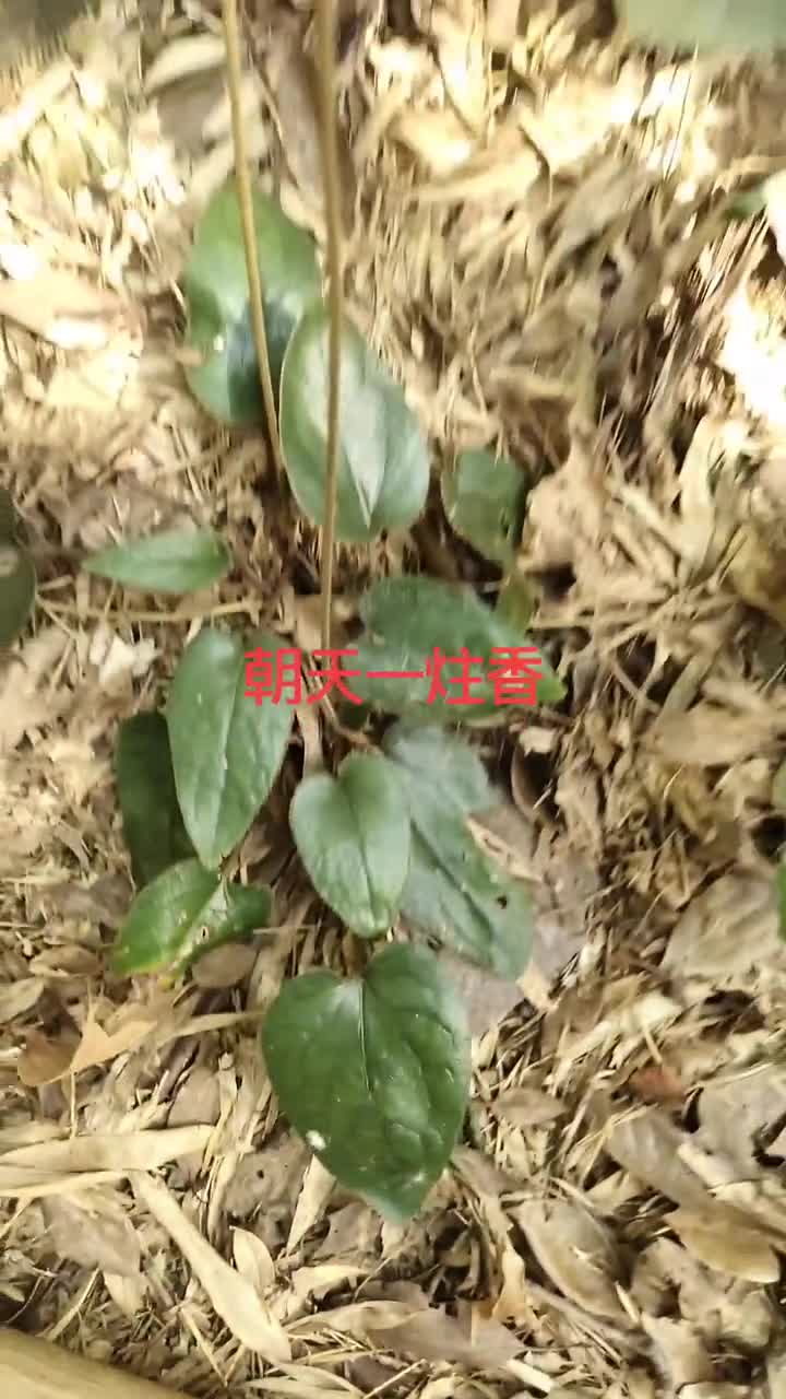 兔耳风又名朝天一炷香,是一种很好的中草药!