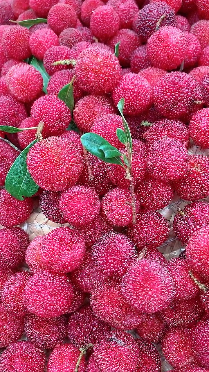 好吃的新鲜杨梅