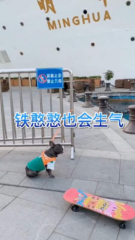 小狗也会生气,只是他不会发朋友圈