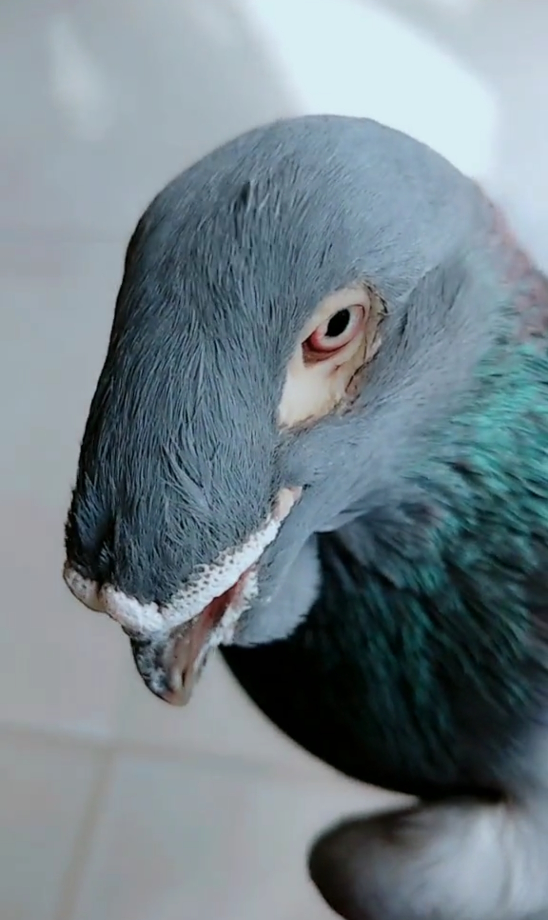 这鸽子不错吧,我就喜欢它的丑样子