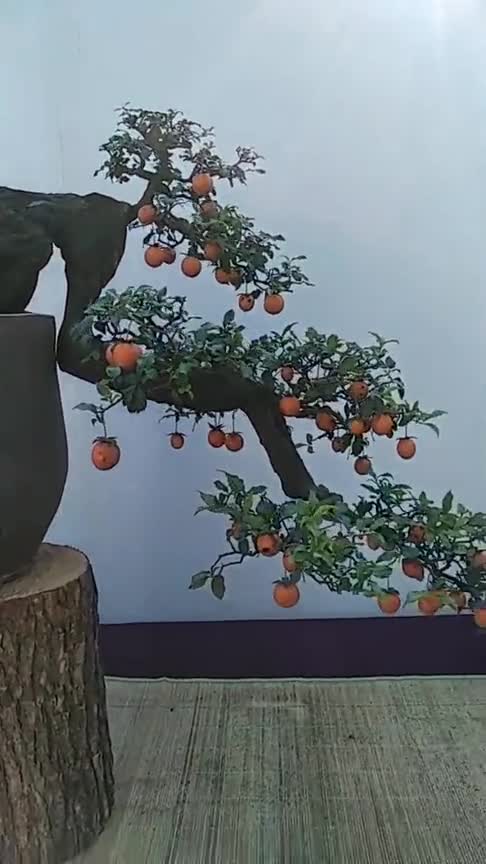 老板拿去参展的一盆悬崖式金弹子,造型奇特,果实累累,实属精品