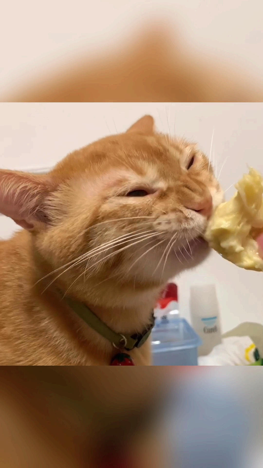 猫#是一只喜欢吃水果的猫