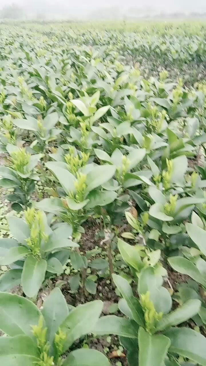 红江橙苗