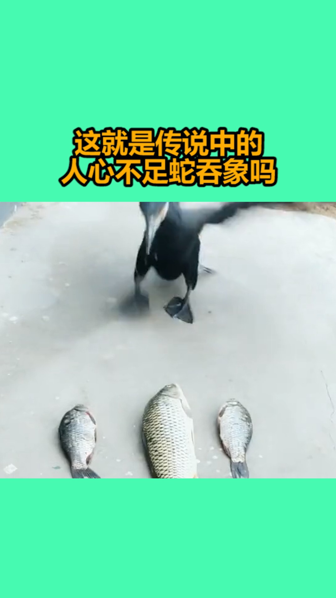 我要上熱門#這就是傳說中的人心不足蛇吞象嗎