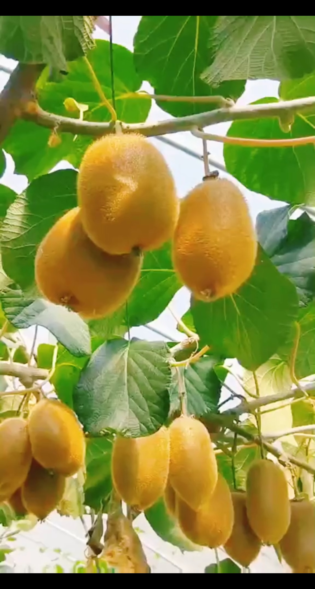 镜头里的秋天#硕果累累真好看