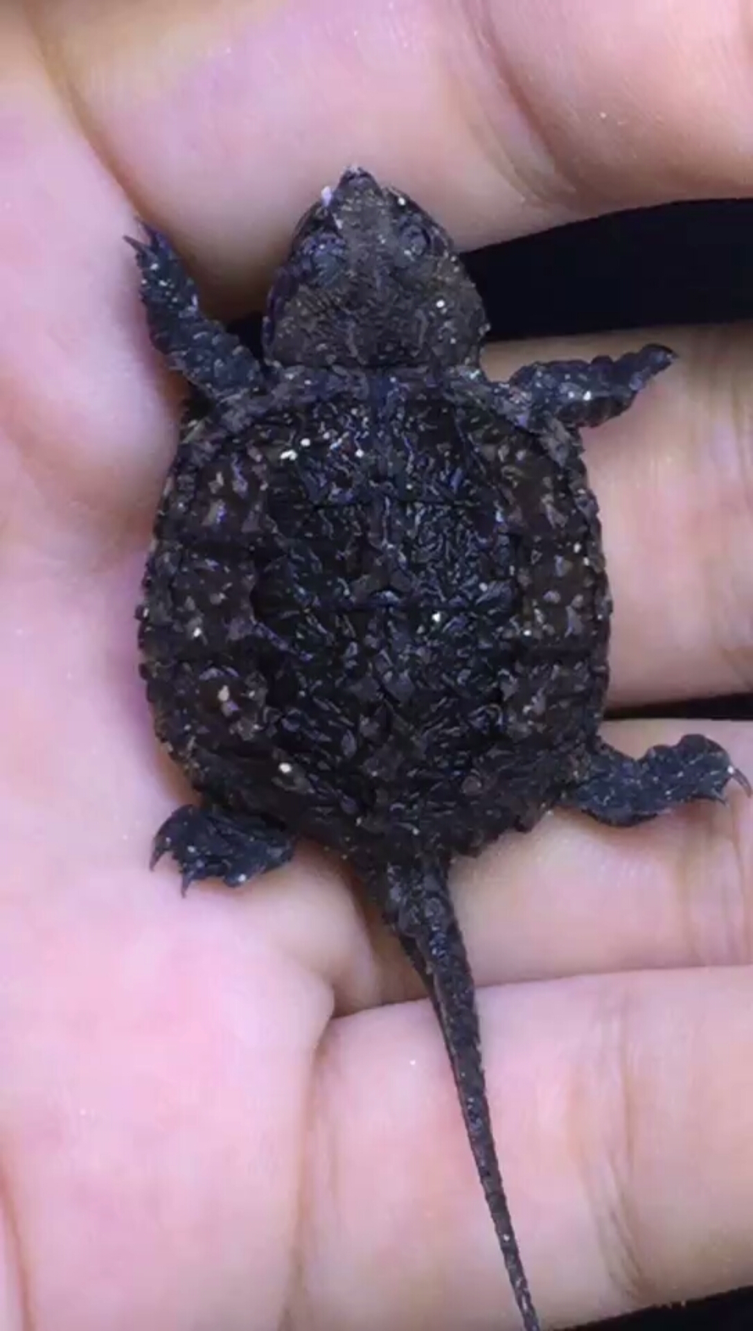 夏日亲子时光#19年佛鳄头苗品质一流