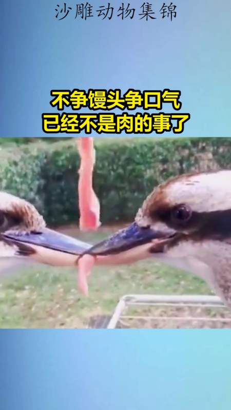 我要上热门#不争馒头争口气,已经不是肉的事了