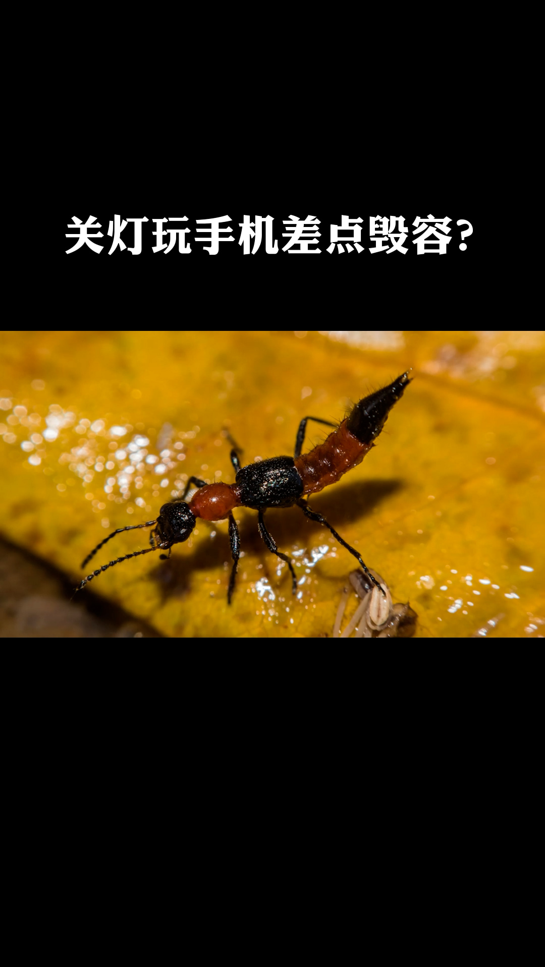 关灯玩手机引来隐翅虫导致皮肤损伤差点毁容