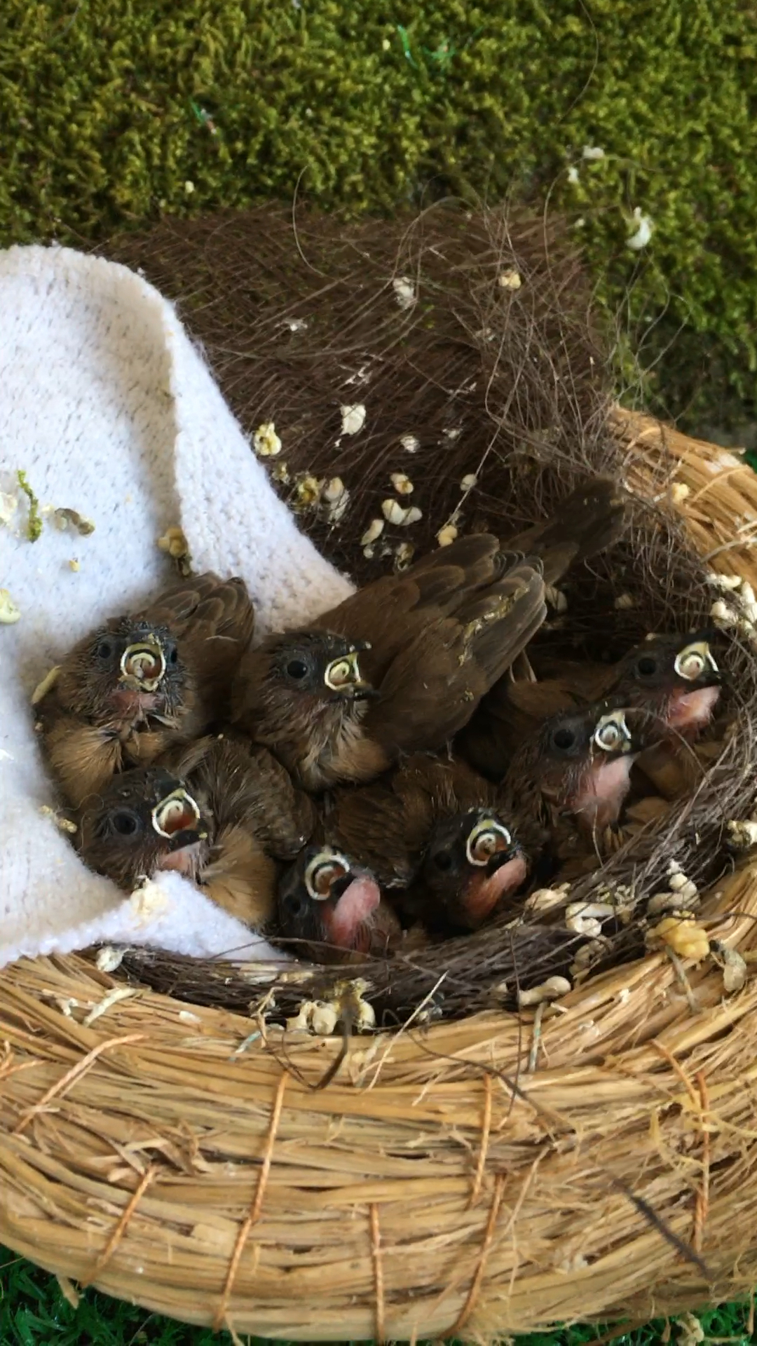 是不是小麻雀已经喂了14天了!