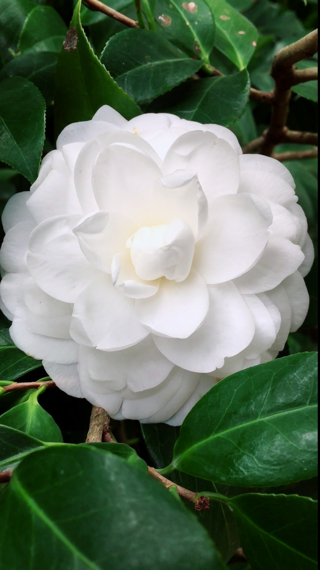 山茶花集结,你最爱哪一朵