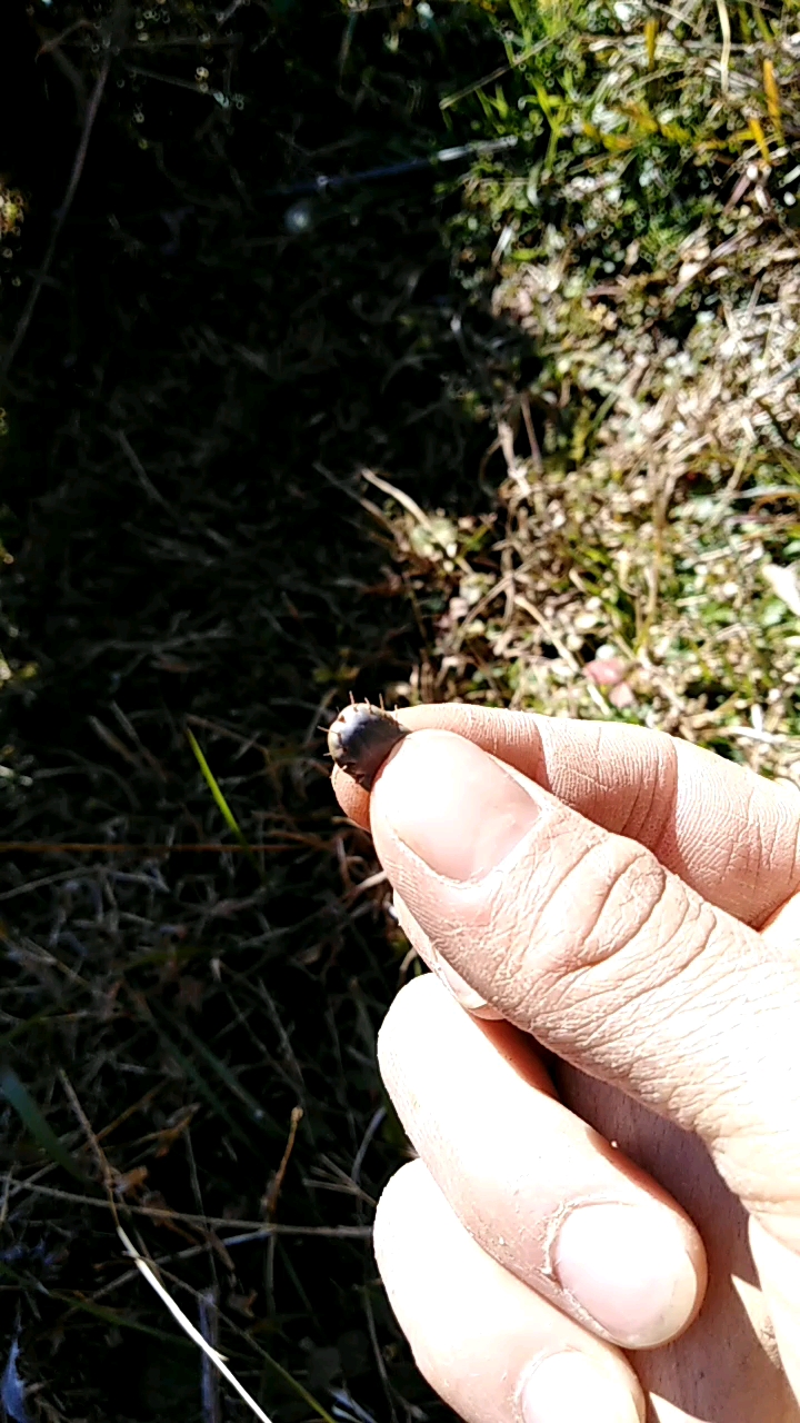 牛的跳蚤有多大