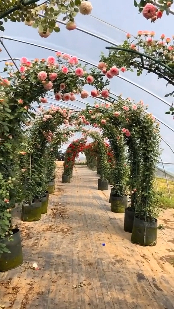 晒年货#欧月拱门来啦