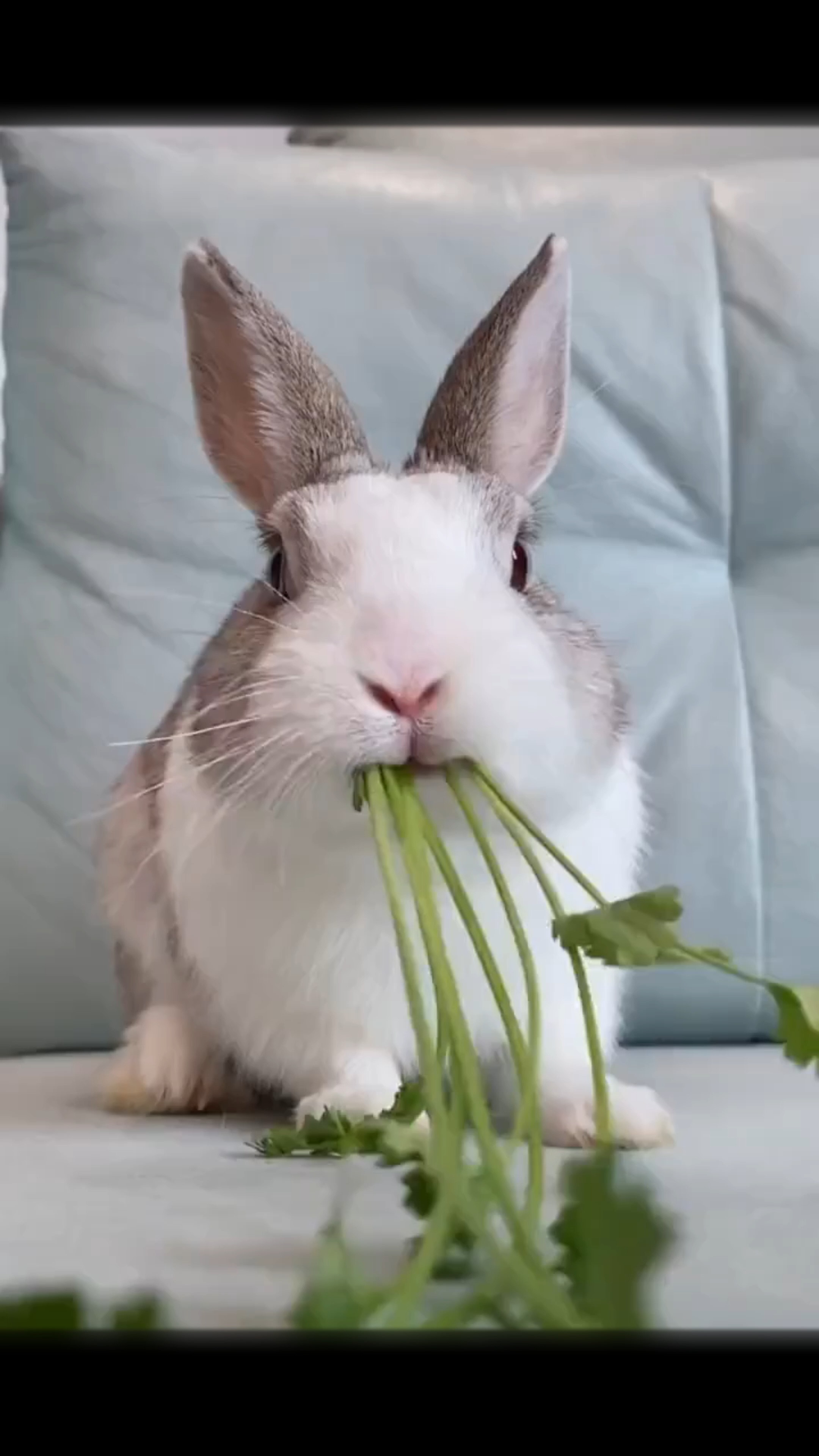 兔兔这么可爱#超级治愈!兔宝宝吃饭,最后好看到了什么
