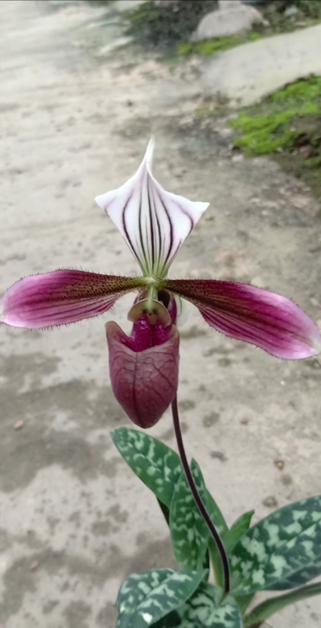 兜兰花美叶子有特色