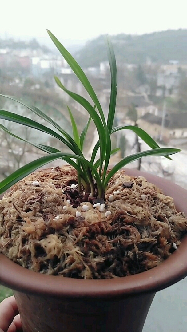 春兰荷瓣赌草