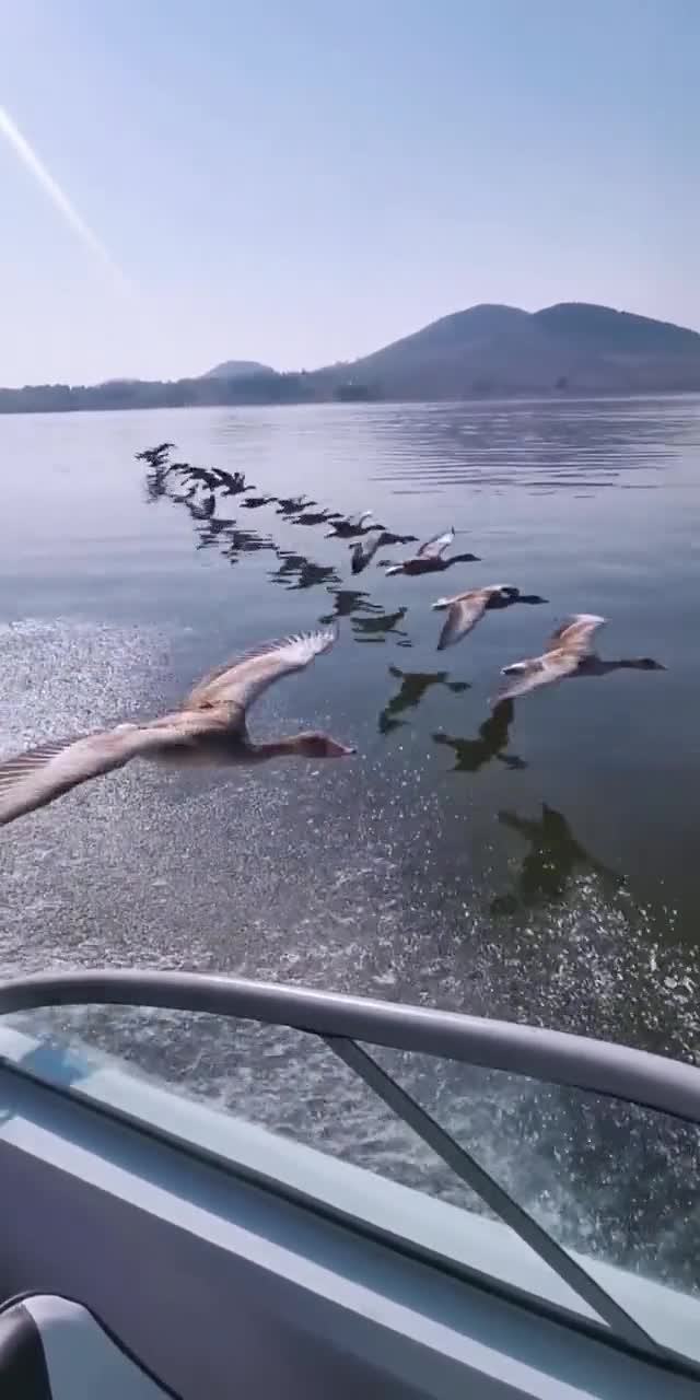 大雁列队南飞摆脱冬季寒冷!