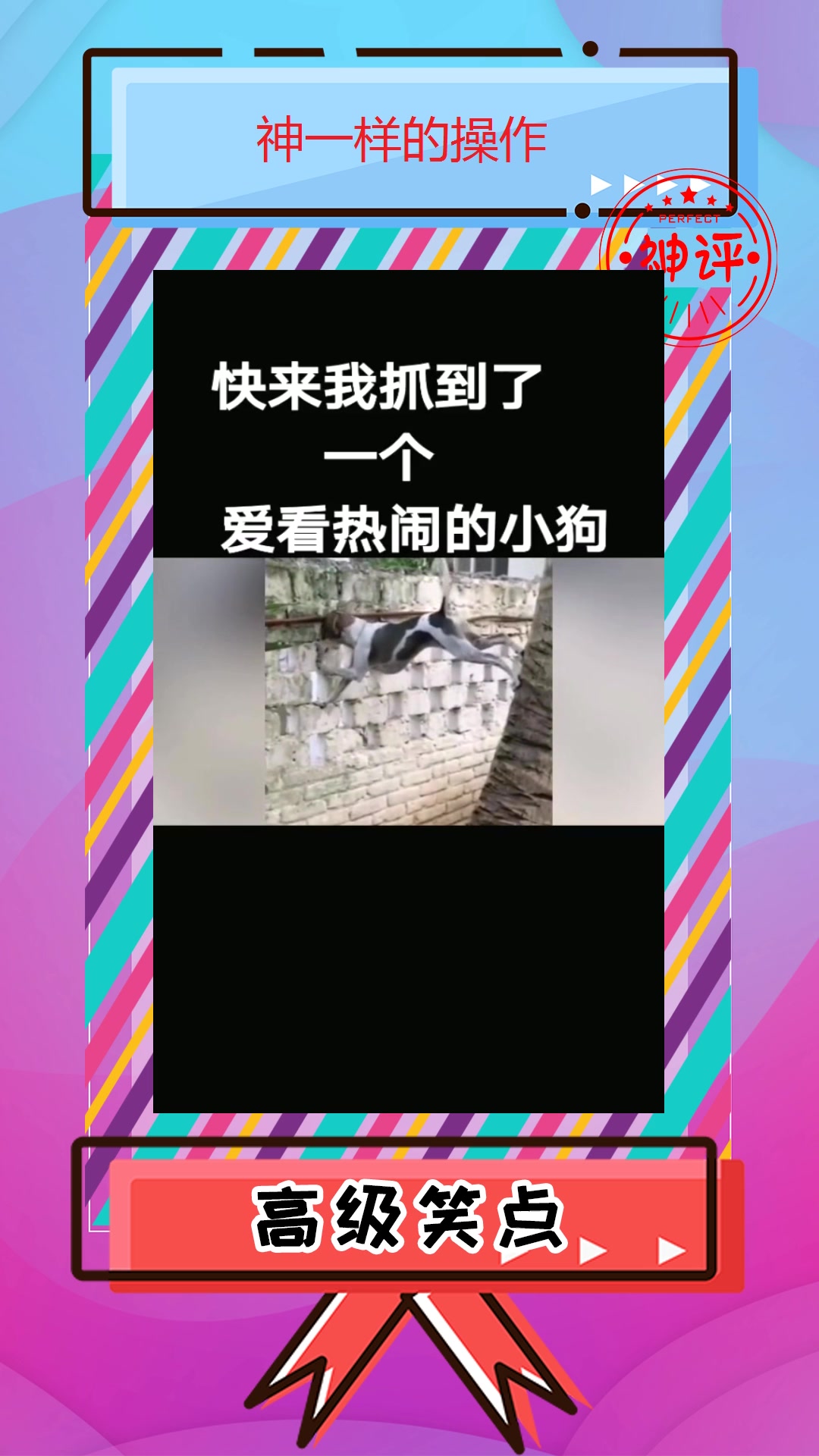 搞笑#快來看呀小夥抓到一個專業看熱鬧的小狗竟還會翻牆