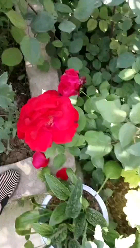 平顶山市市花月季