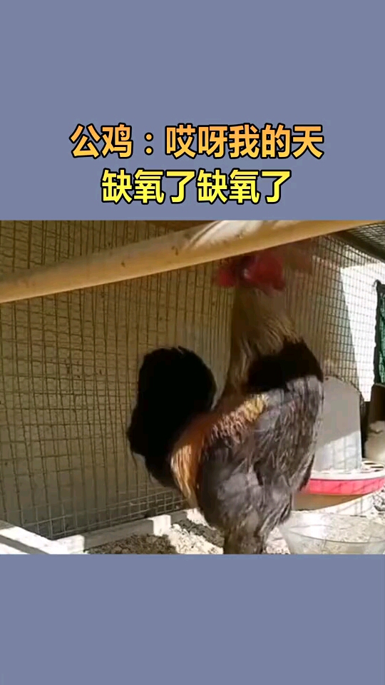 最称职的公鸡,打鸣缺氧晕倒