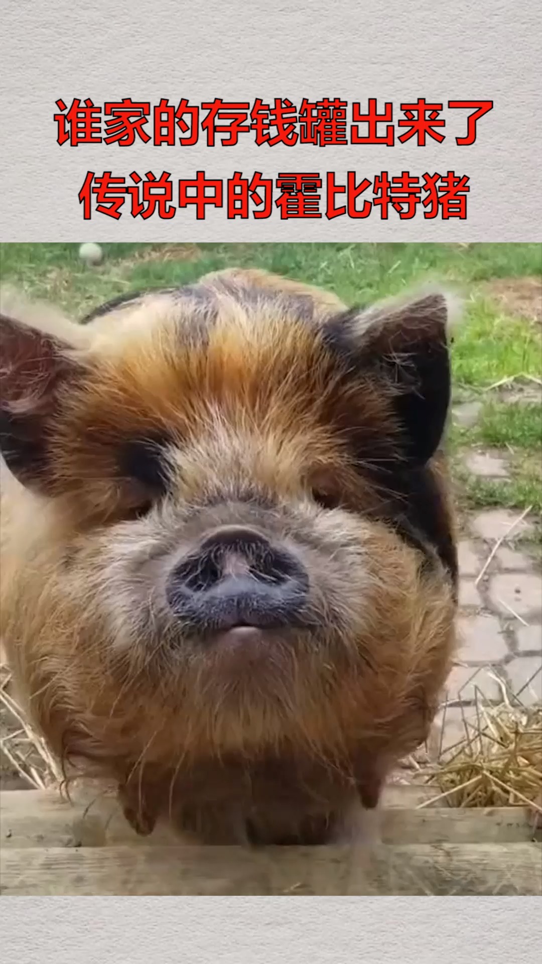 我要上热门#谁家的存钱罐出来了,传说中的霍比特猪,这是什么品种!