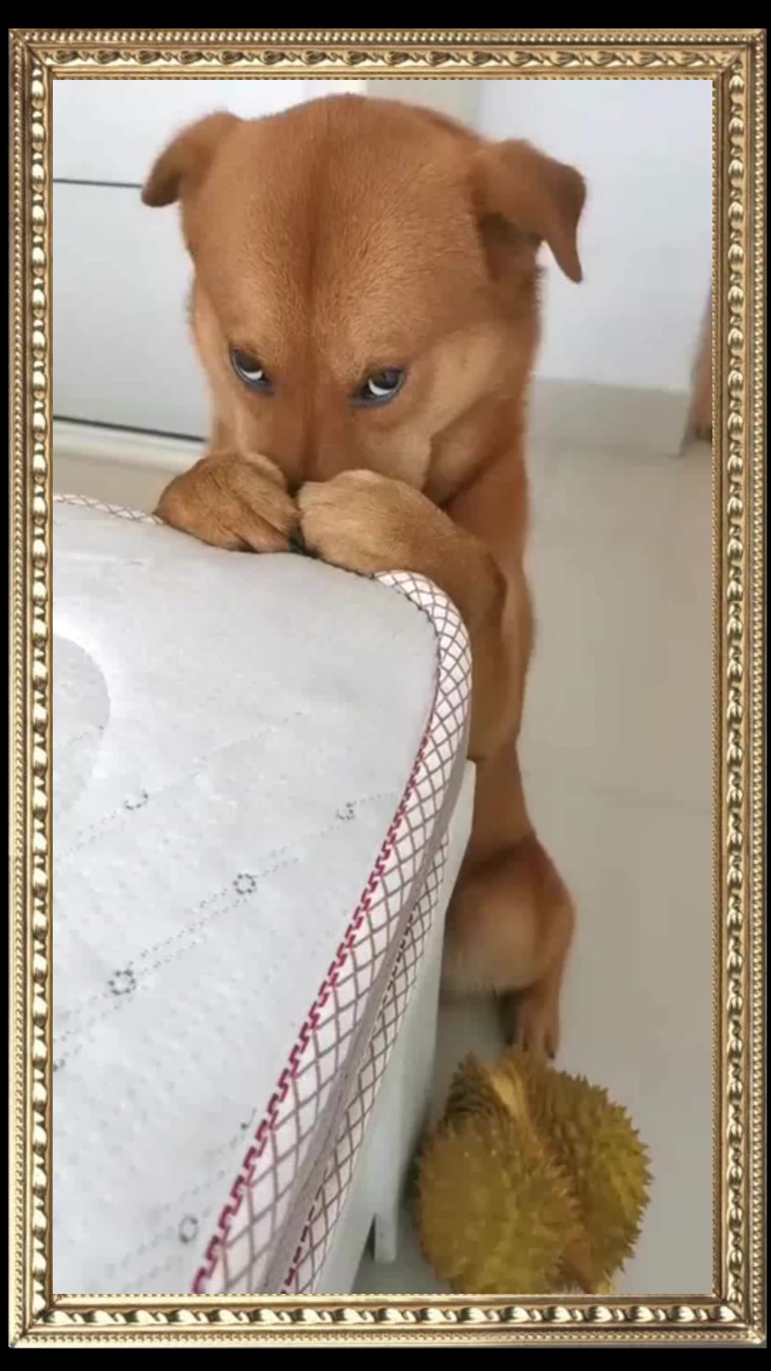 狗狗道歉表情包图片