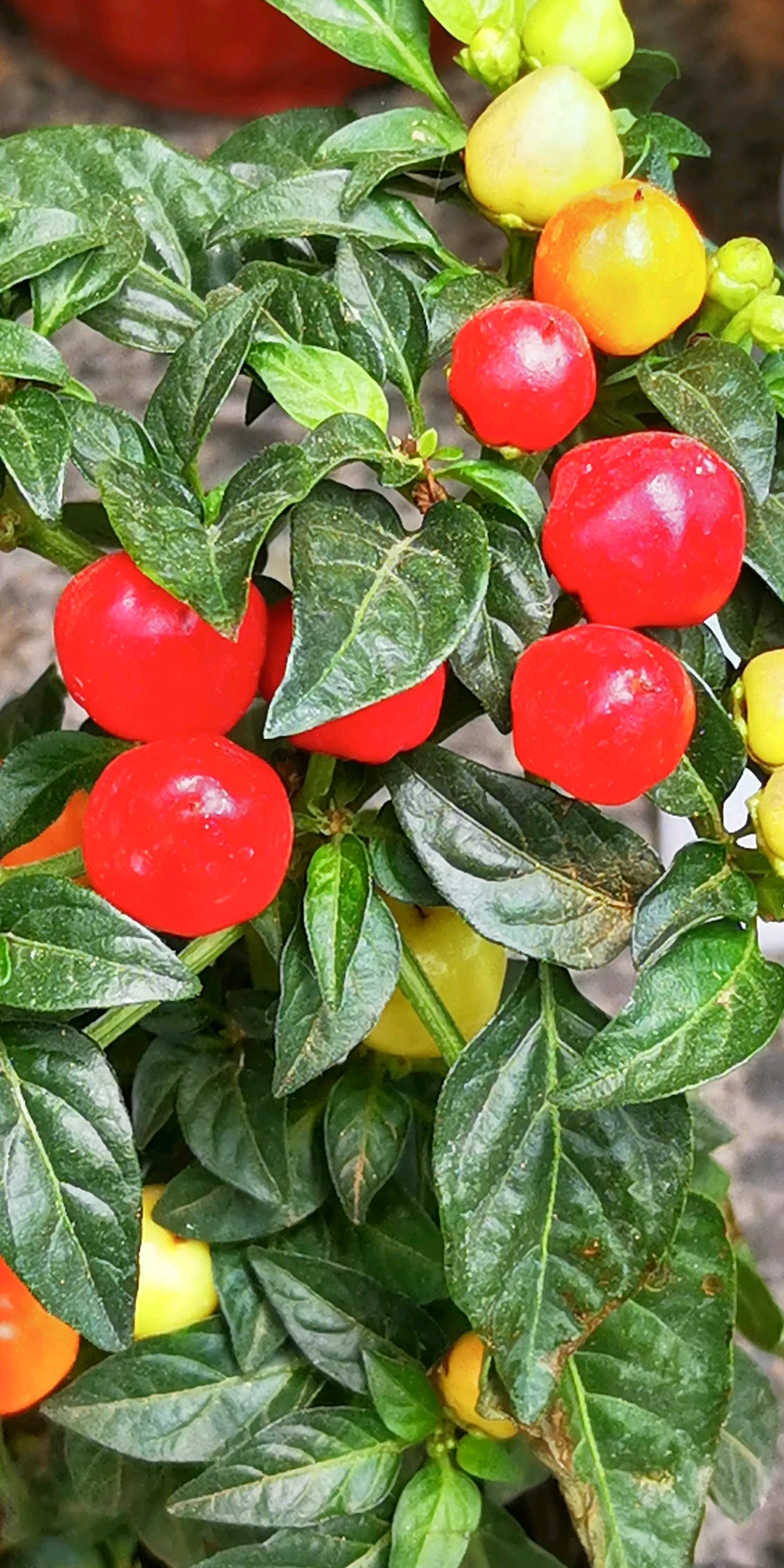 圆头小辣椒,好看,喜欢