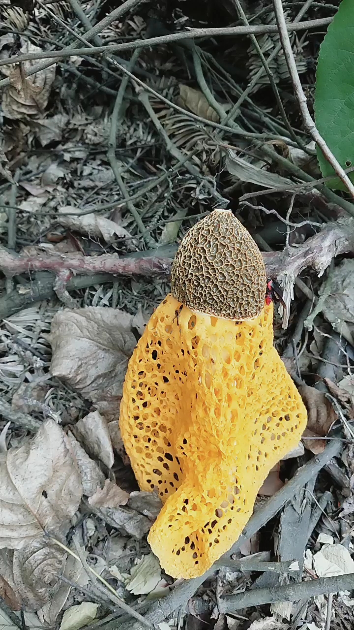 这就是仙人伞吗