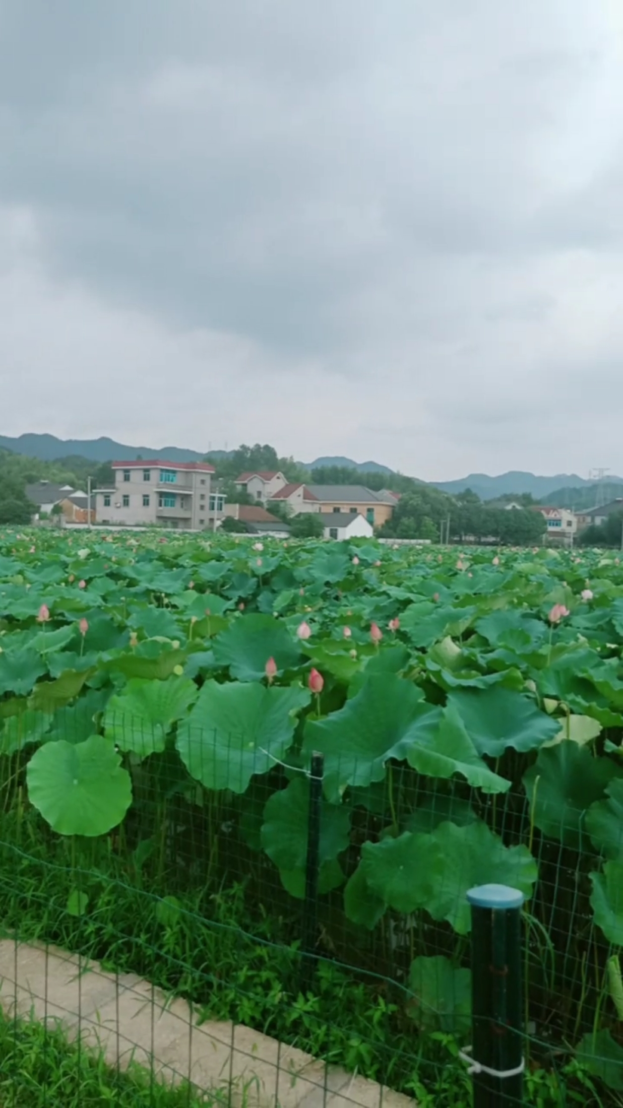 新登镇上山村图片