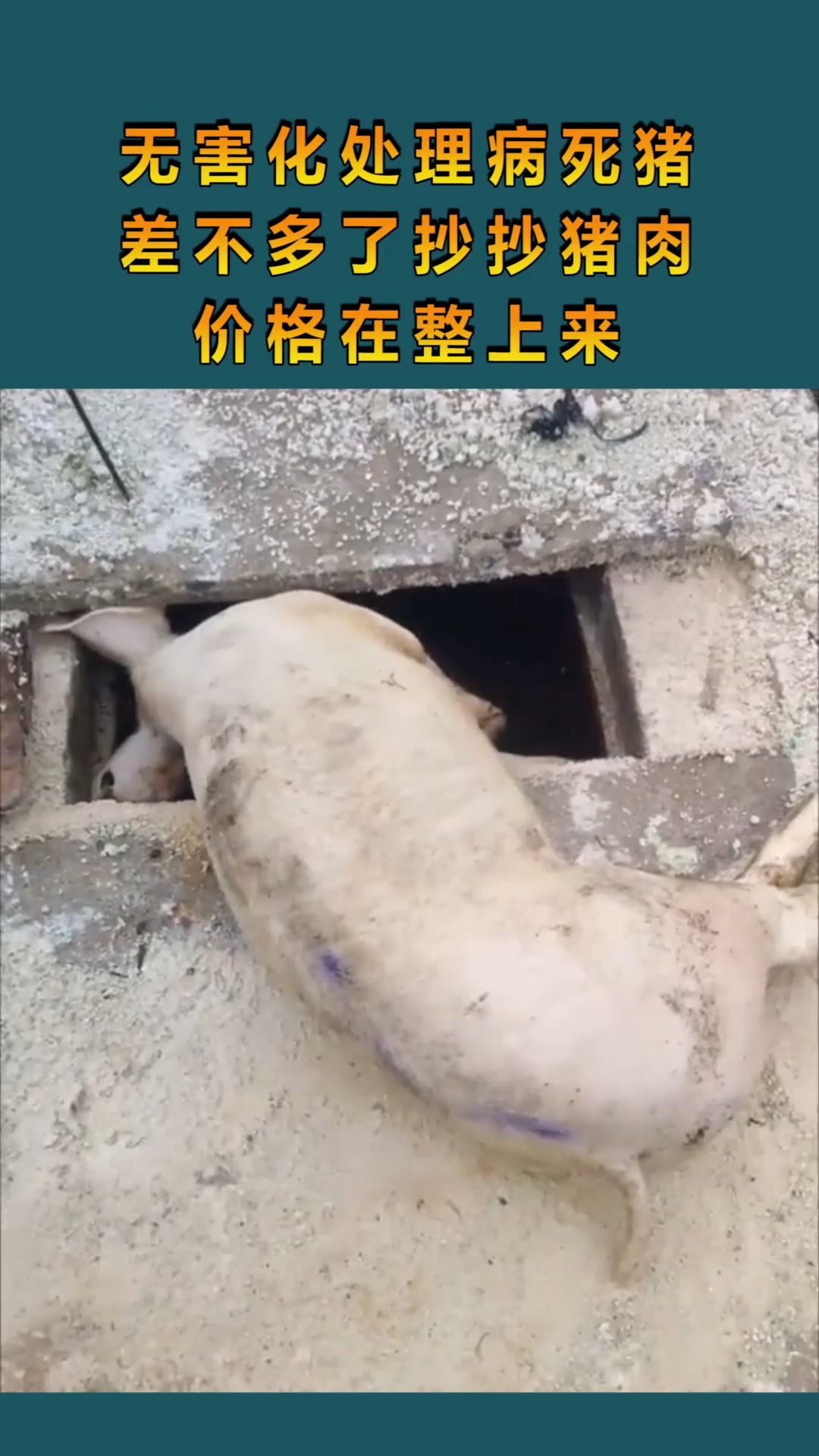 病死猪处理图片