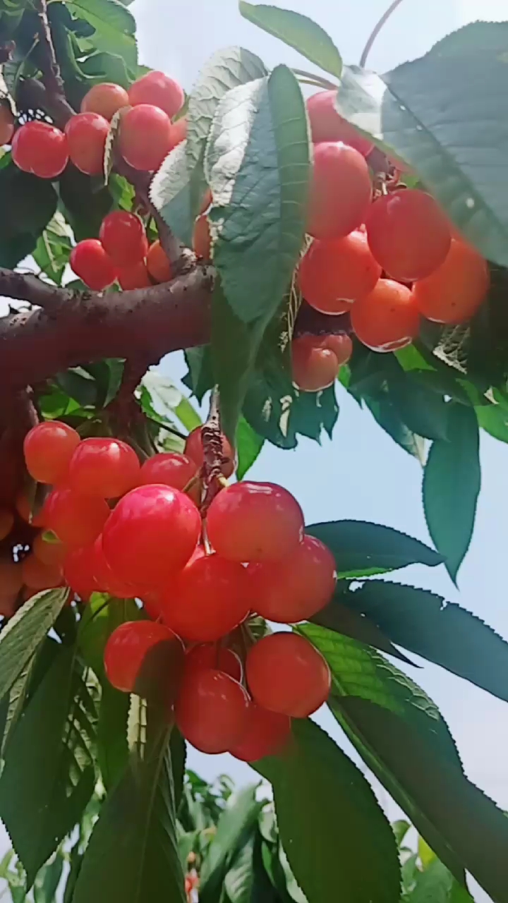 山东泰安天宝大樱桃熟了欢迎来吃大樱桃