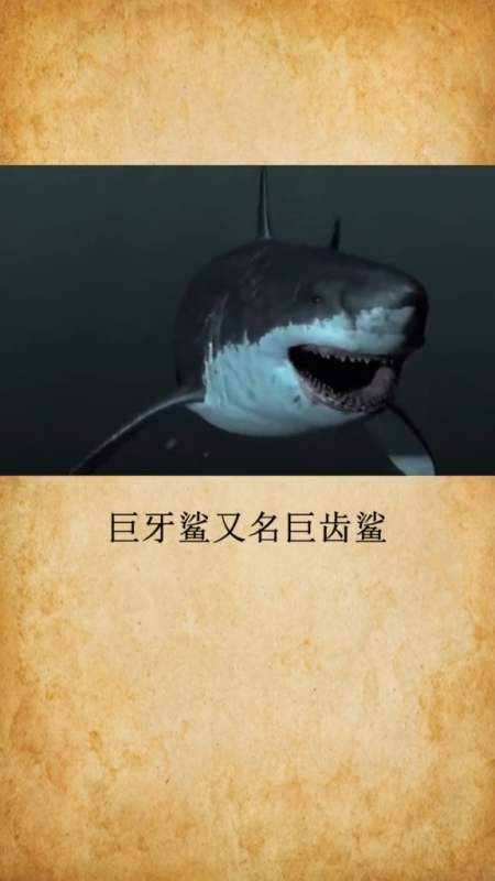 奇闻趣事抢先看#最大的鲨鱼,居然还能吃掉鲸鱼?