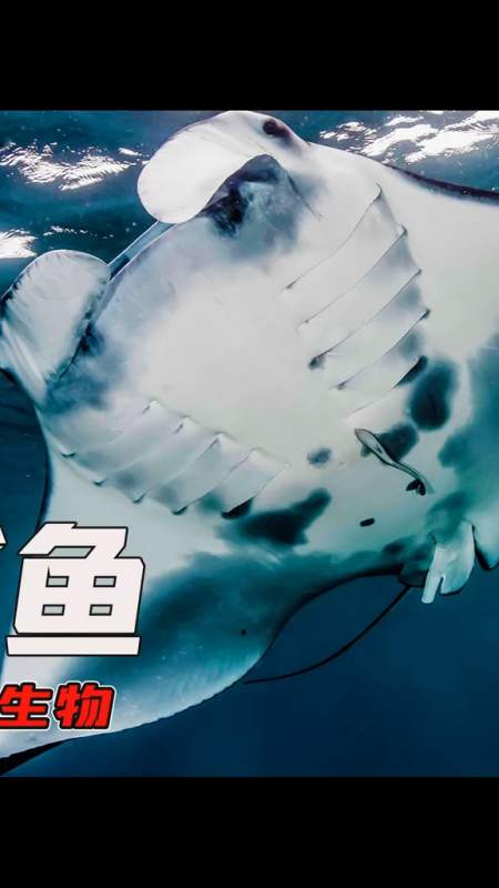 长了翅膀的鲨鱼,在中国生存的巨大怪鱼
