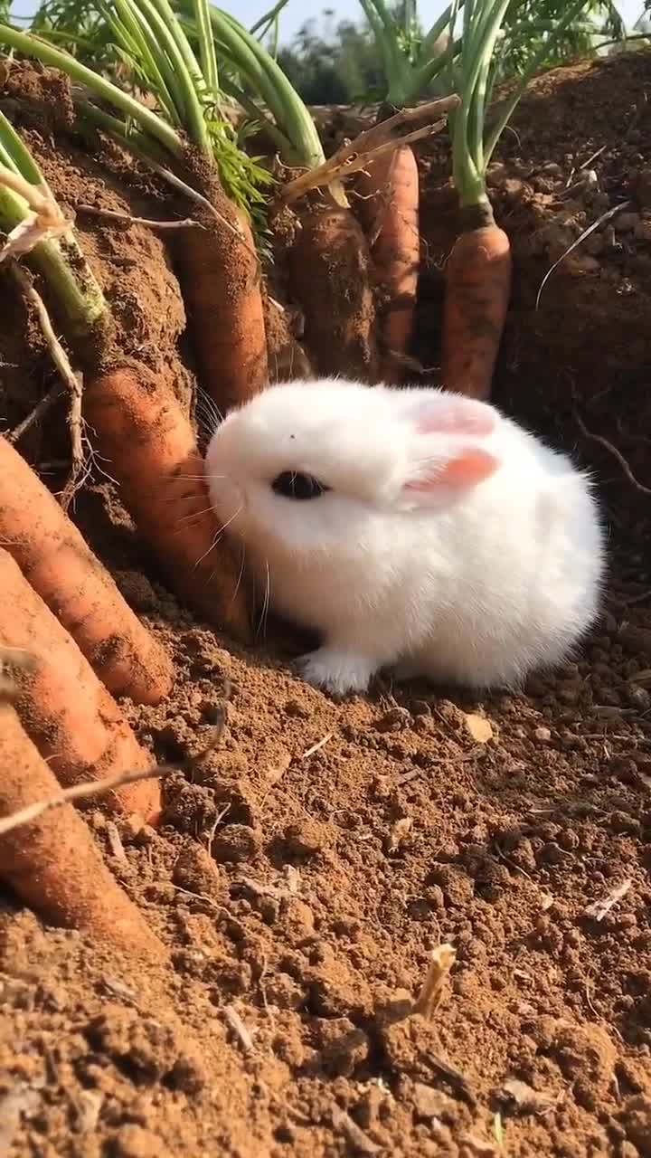 小兔子吃萝卜的样子图片