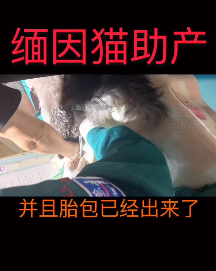 我要上热门i帮助缅因猫助产缅因猫缅因猫