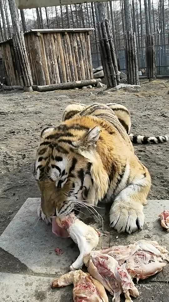 东北虎吃肉的样子!