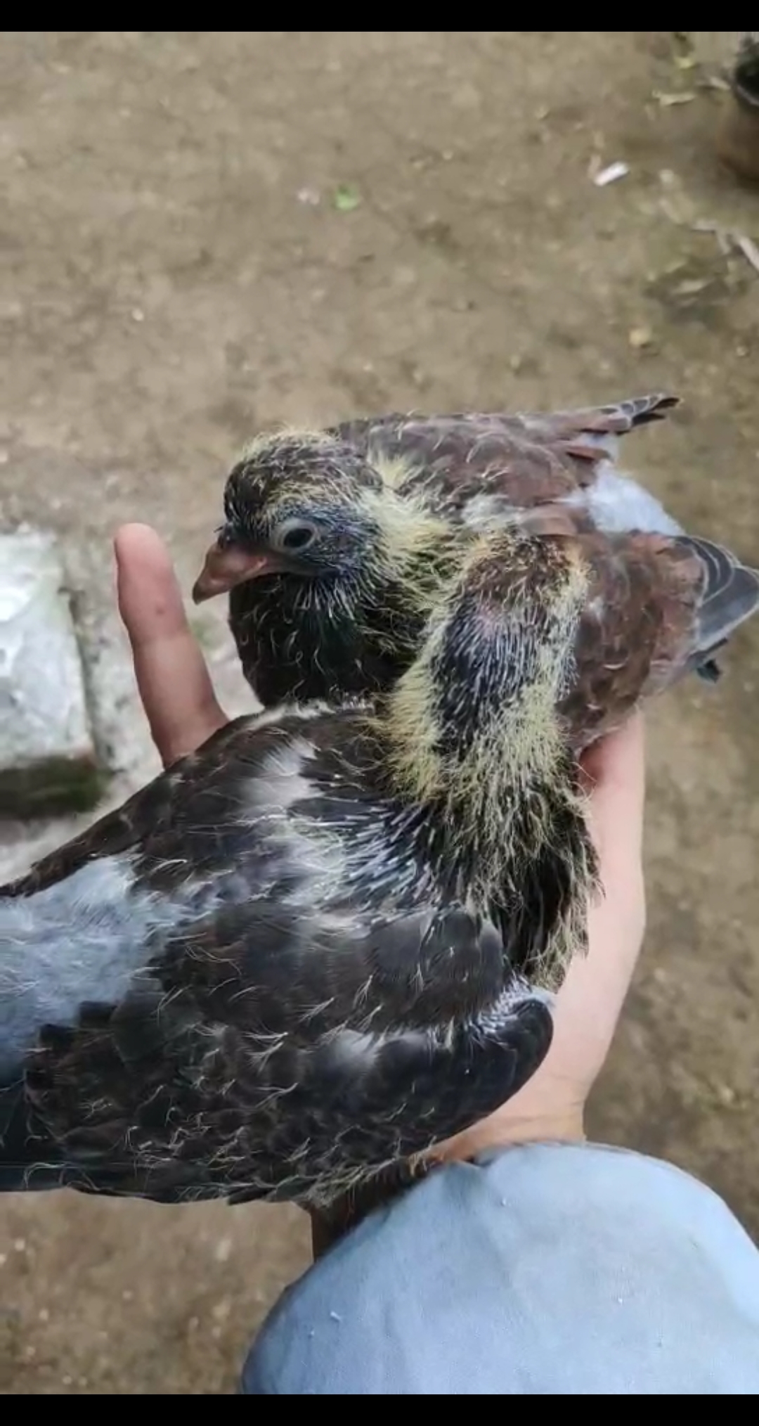 鸽痴的鸽子#眉山铜麻高飞鸽子 原窝双凤头一对!-度小视