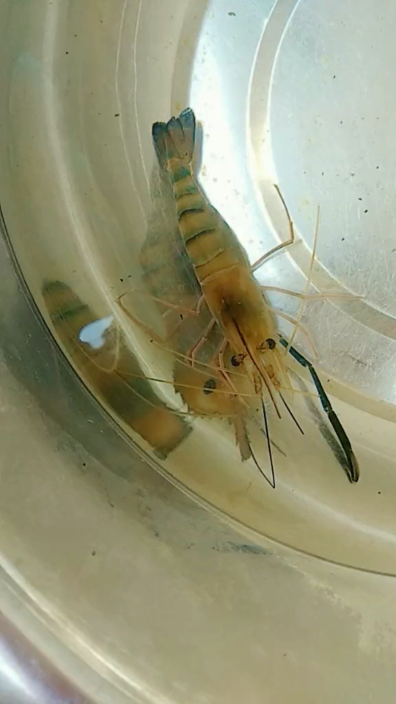 第一次见,怀孕的虾妈妈呢.