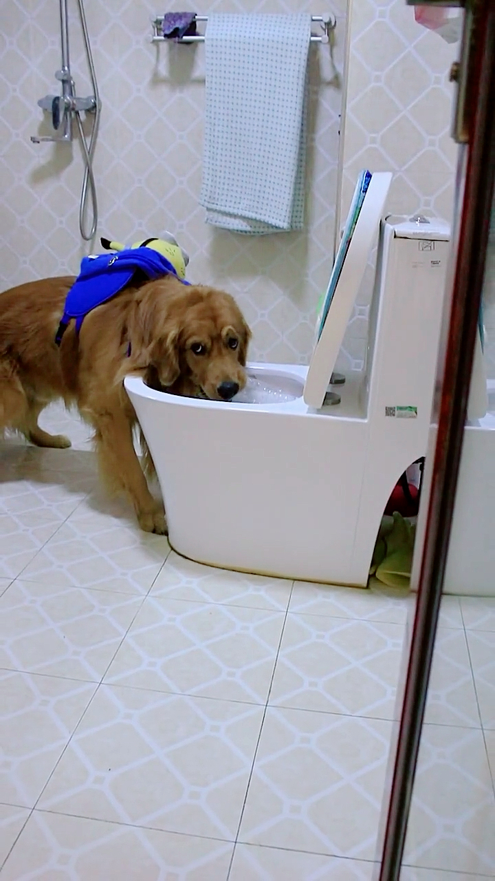 我家宠物成精了#坑爹的金毛居然拿马桶里的水给主人喝.