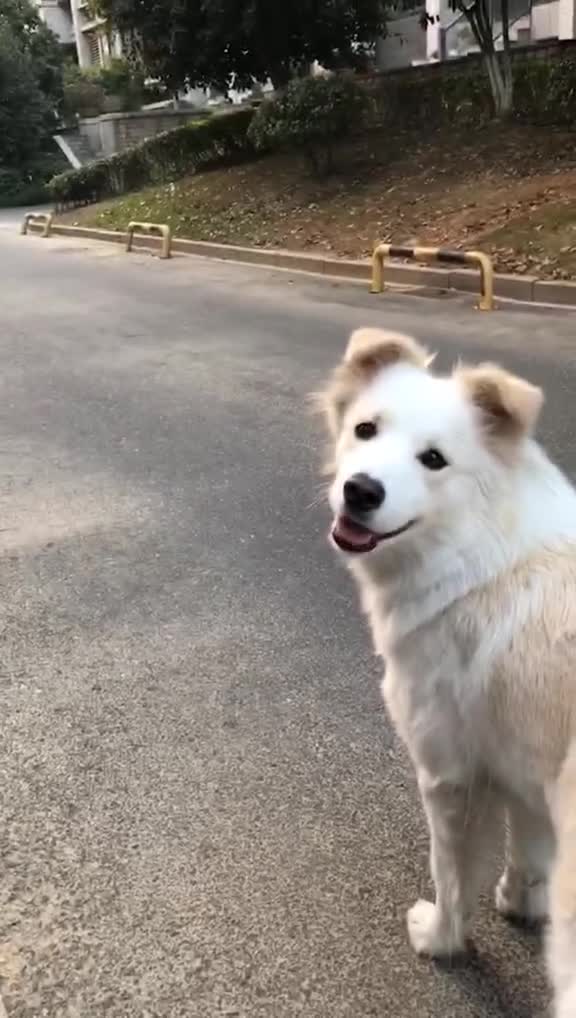 边牧猜贝拉抓到了什么猎物